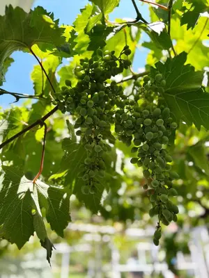 a bunch of green grapes hanging from a tree at Zinzula apartments in Bar