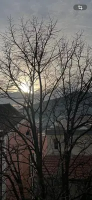a tree with the sun in the sky behind it at Apartments Revea in Budva