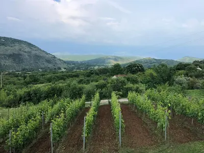 a vineyard with a bunch of green vines at Green Silence - Anja in Danilovgrad